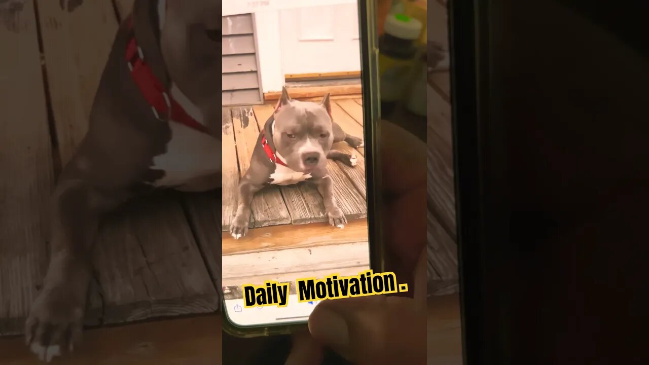 The Dawgs.#blackyoutube #makegoviral #motivation#dogs!#short