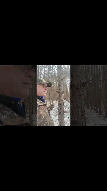 Pines in Lines - Fixing Poor Habitat #short