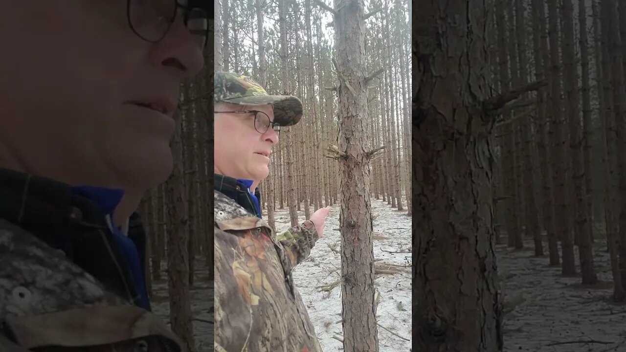Pines in Lines - Fixing Poor Habitat #short