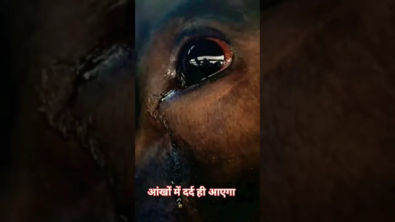 Jai shree Ram #indian