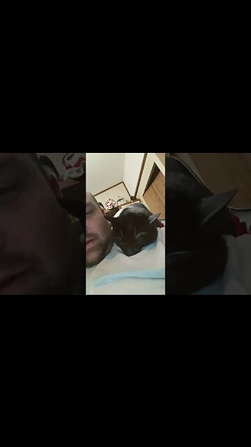 whelp I can't get up #shortsfeed #shortsvideo #cat #kitty #youtubeshorts #cutekitty #kittycat