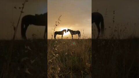 Casal de Cavalos Curtindo o por do Sol #shorts