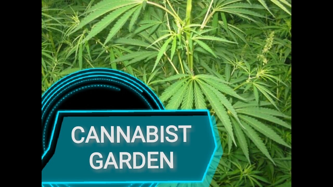 AWESOME CANNABIS GARDEN