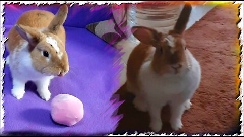 My Bunny Playing, Making Bunny Binkies and being adorable curtness