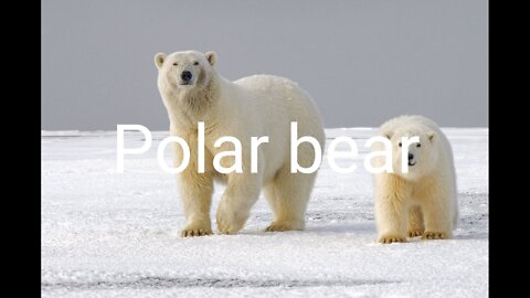 Animal Polar bear pik entertermint