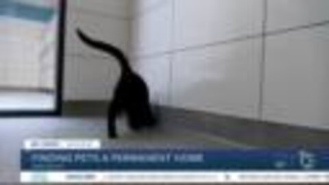 Pet of the Week: Bagheera