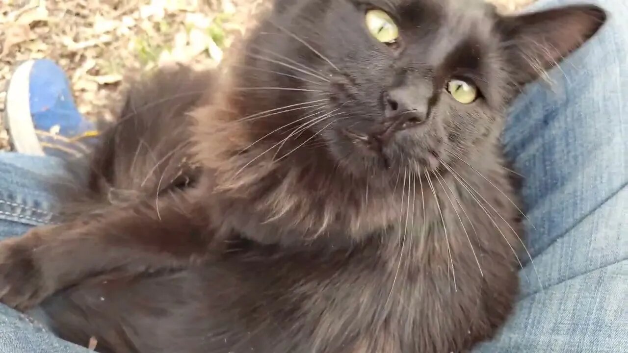 Wildewood Cat Colony Rocky Oreo Piper & Nibble