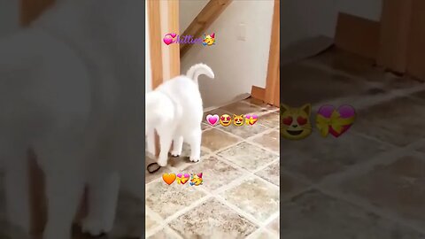 💗💞💝#kitties💗💖💞💝
