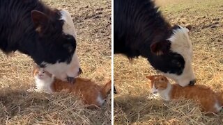 Incredibly Close Friendship Between Cat And Cow