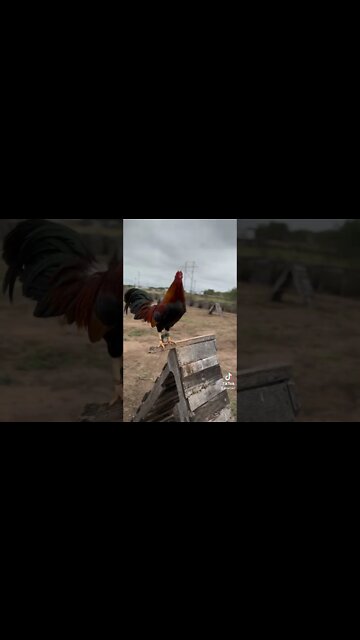 No such thing as a 5/8 3/8 eat your heart out kt