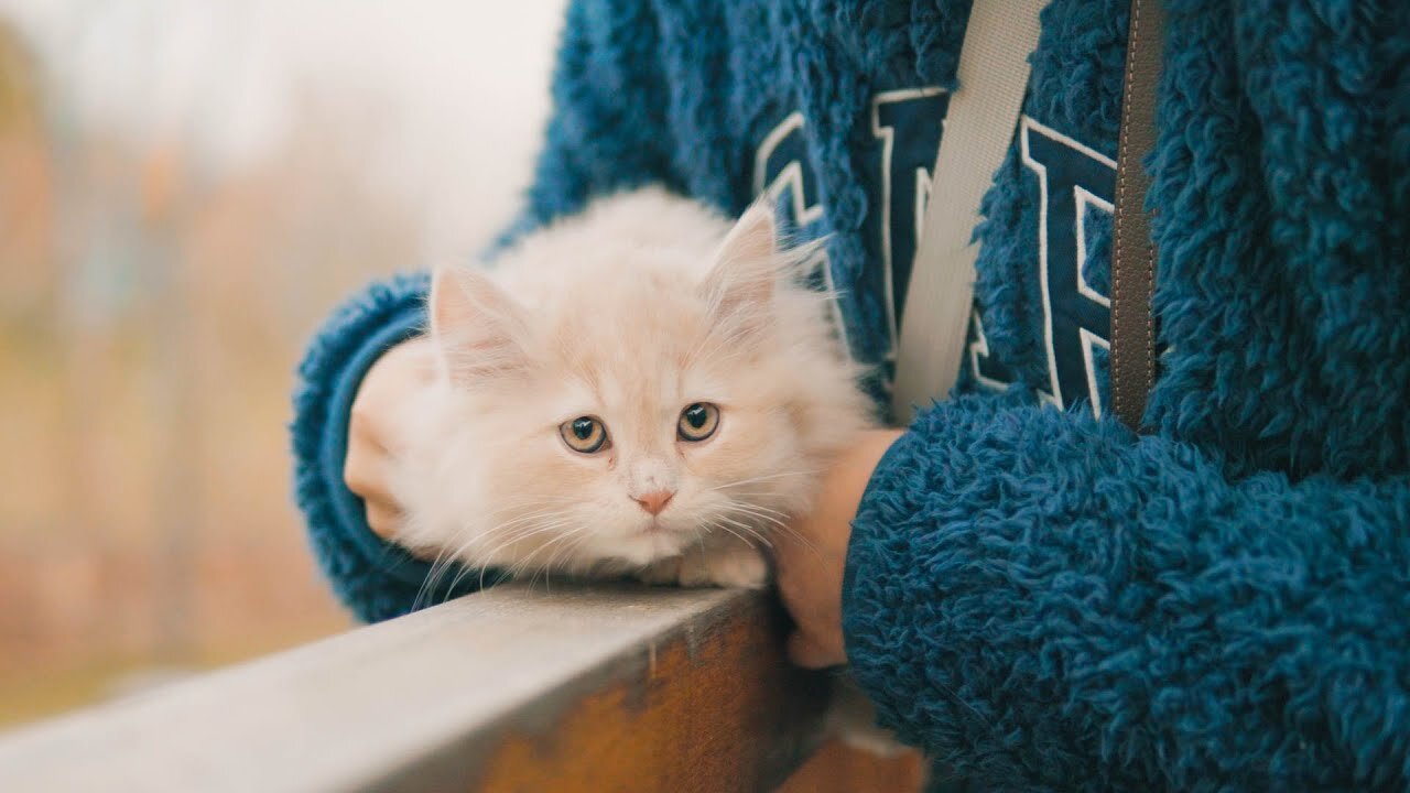 Baby cat kitten 😸😸 with boy