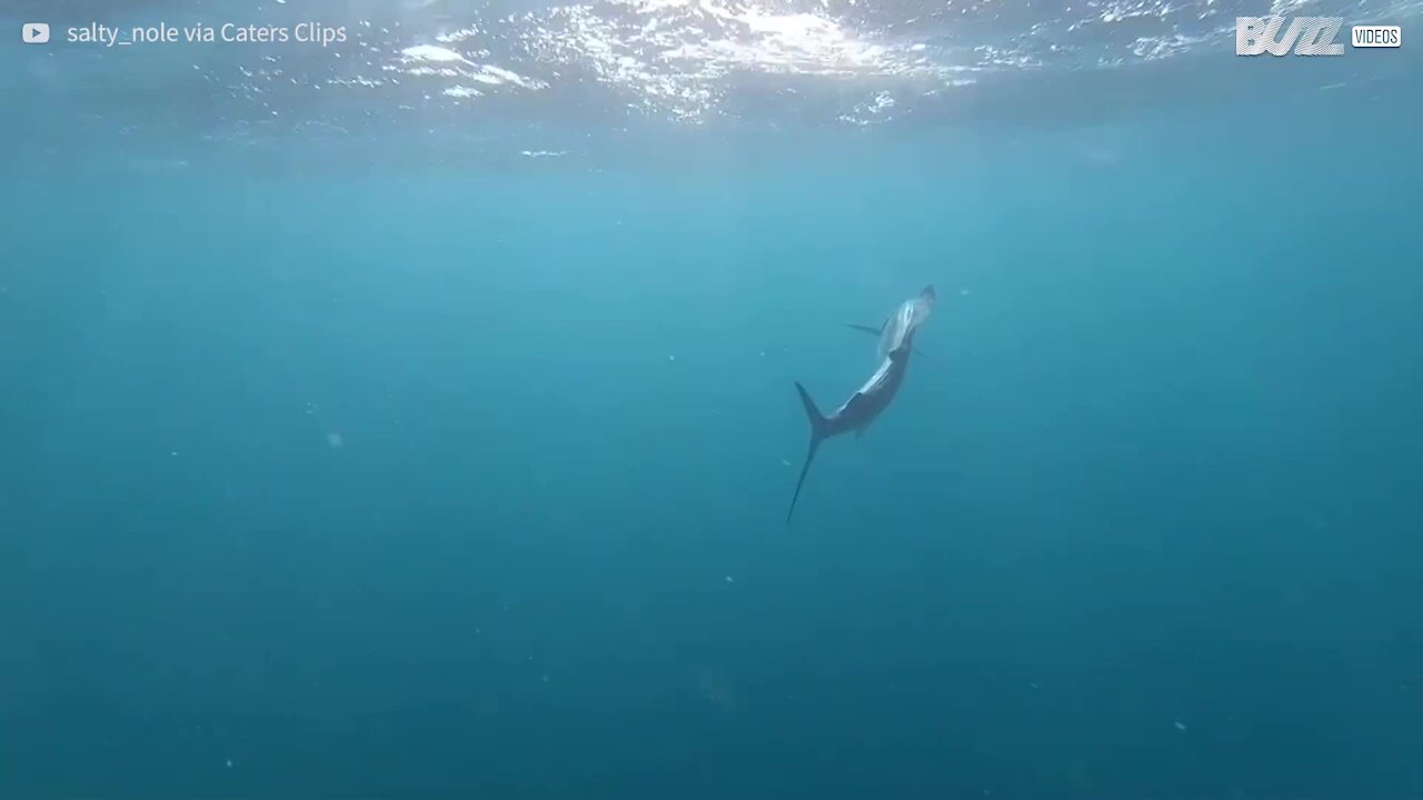 Ce plongeur filme un requin saisissant une proie facile