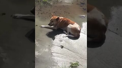 #Dogs #shorts #fyp #Dog #reels #viral #funny 38