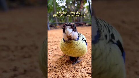 Beautiful Northern Rosella l #shorts l #rosellaparrot l @BikisAviary