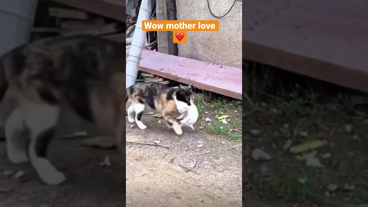 Wow 🤩 #shorts #trendingshorts #youtubeshorts #viral #saintpee #hype #cat