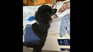 Dog help hospital patient feel better.