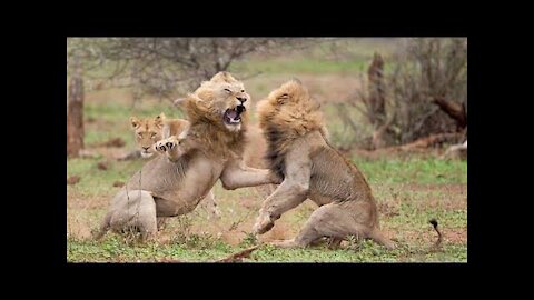 Family showdown of lions at the zoo