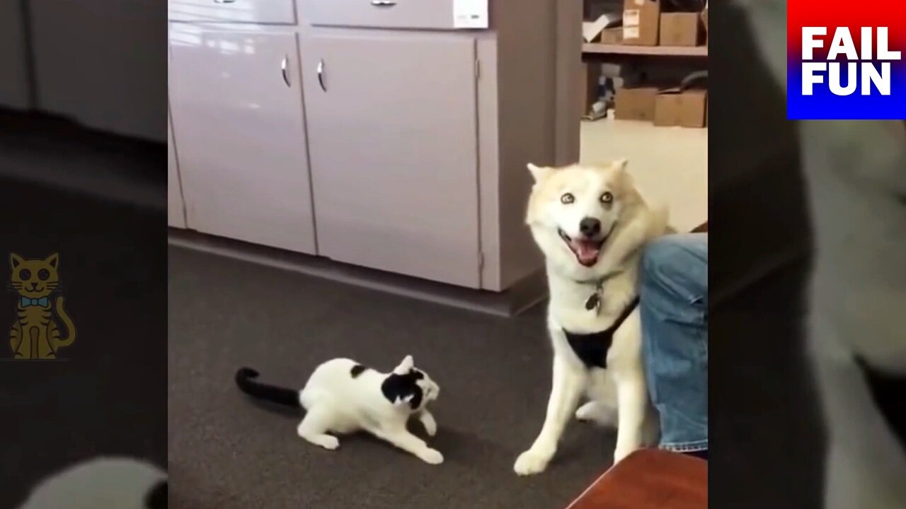 The cat plays with the dog!