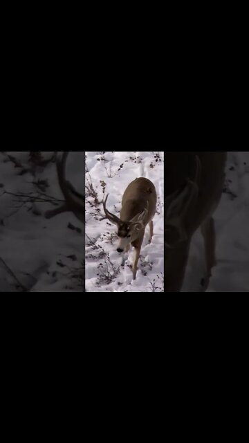 Lookin for love 😁 #shorts