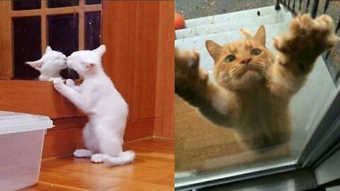 🐶🐱Funny Cats and dogs. Don't try to laugh