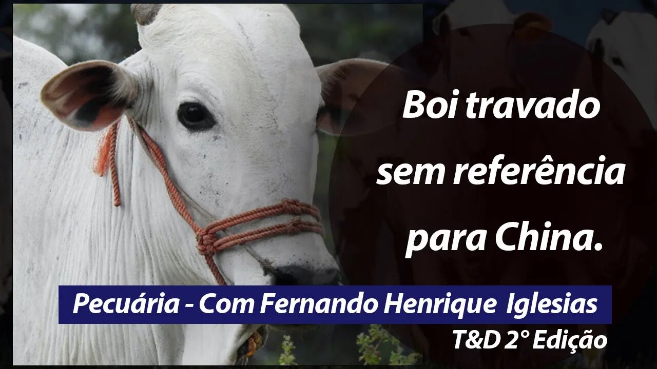 Boi travado sem referência para China