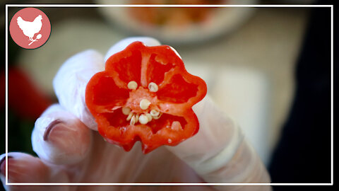 PUTTING UP PEPPERS | A Good Life Farm