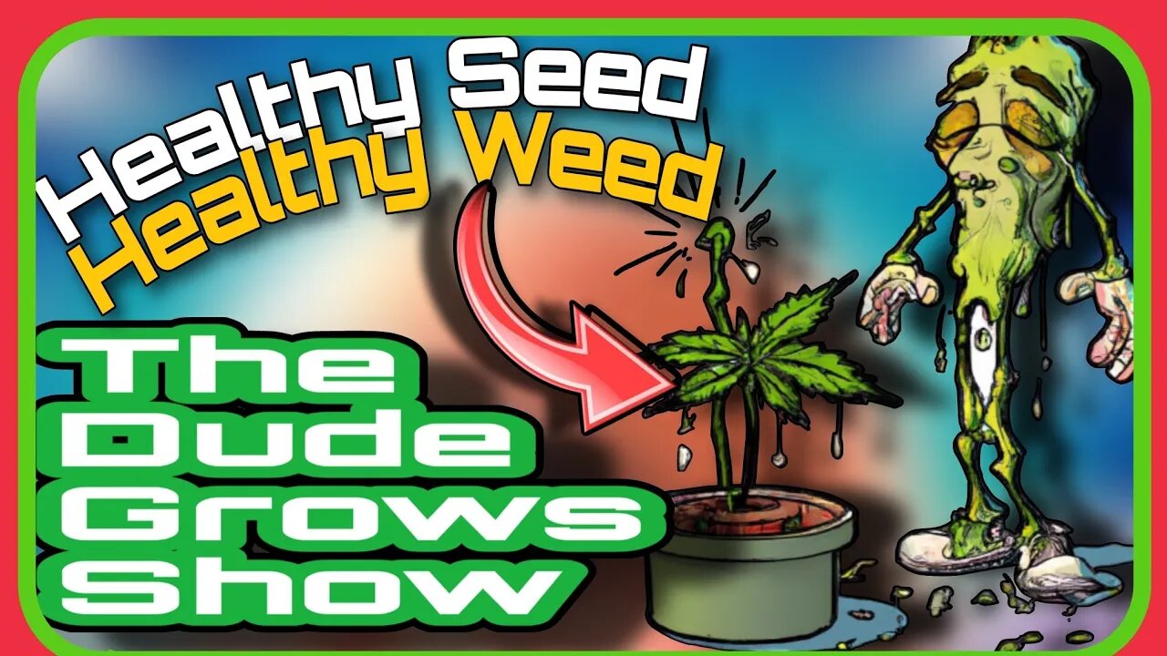 Nurturing Green Beginnings: Essential Tips Cannabis Seedlings - The Dude Grows Show 1,495