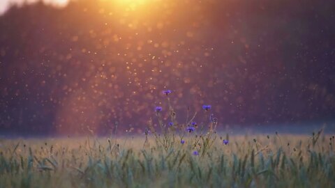Forest Meadow 396Hz Meditation 10 HOURS