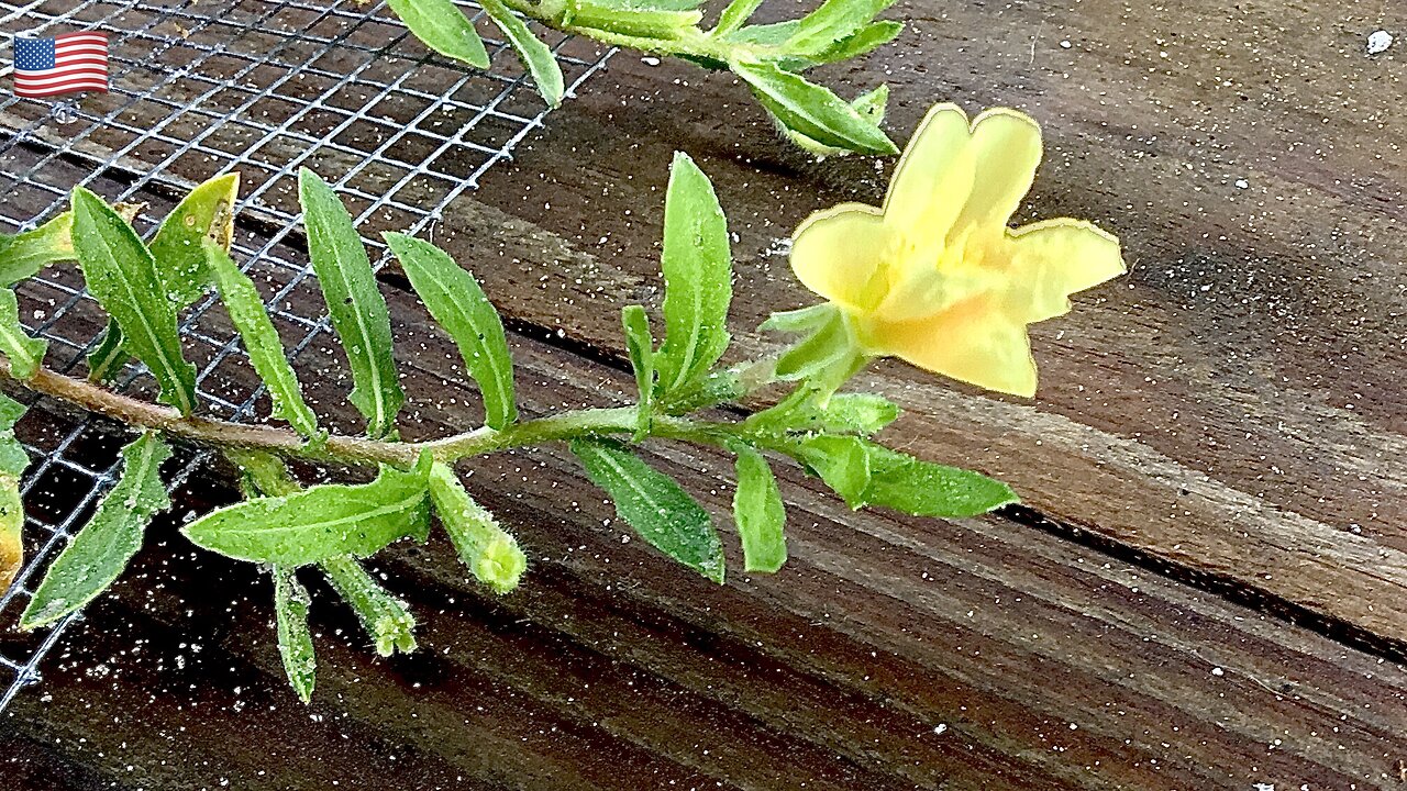 Florida Cut Leaf Evening Primrose Wildflower Identified