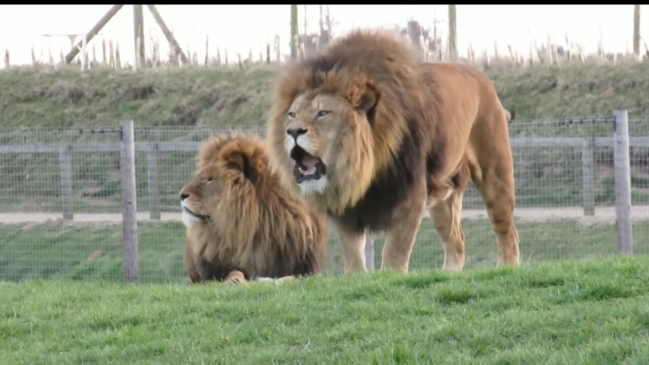 HUNGRY LION CRYING