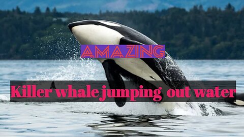 Killer Whale playing with girl