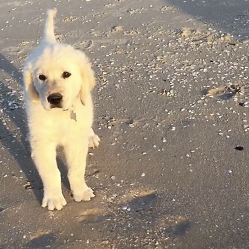 Cute golden Retriever Puppies first time swimming at the beach
