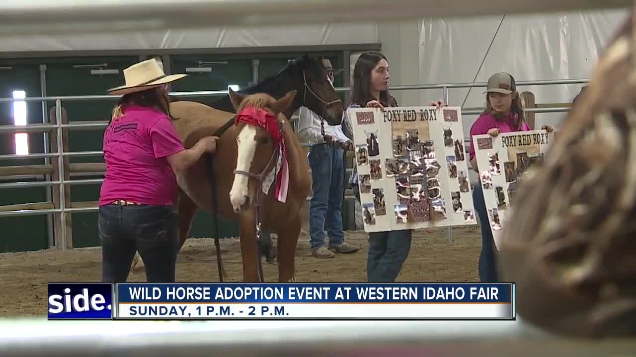 Wild horse adoption event at Western Idaho Fair