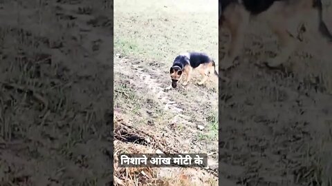 निशाने आंख मोटीके #blog #ytshorts #vlog #rudrakrishna #viral #shorts #dog #desi @rudrakhatanagurjjar