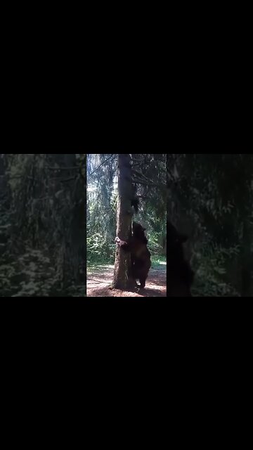 When a BEAR Ruins Your Bigfoot Investigation #OMG #Shorts #Woods