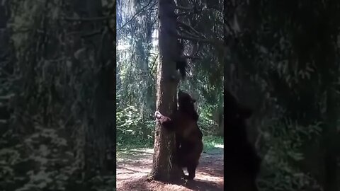 When a BEAR Ruins Your Bigfoot Investigation #OMG #Shorts #Woods