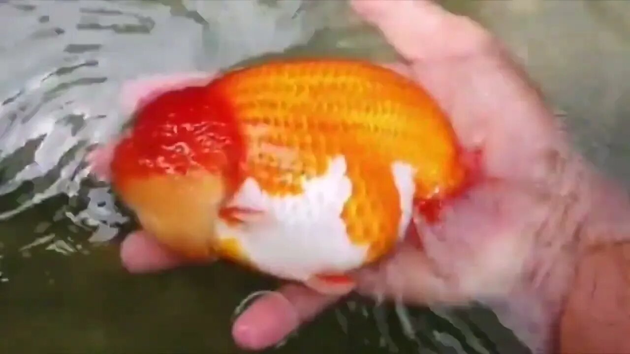 world class ranchu goldfish58 5