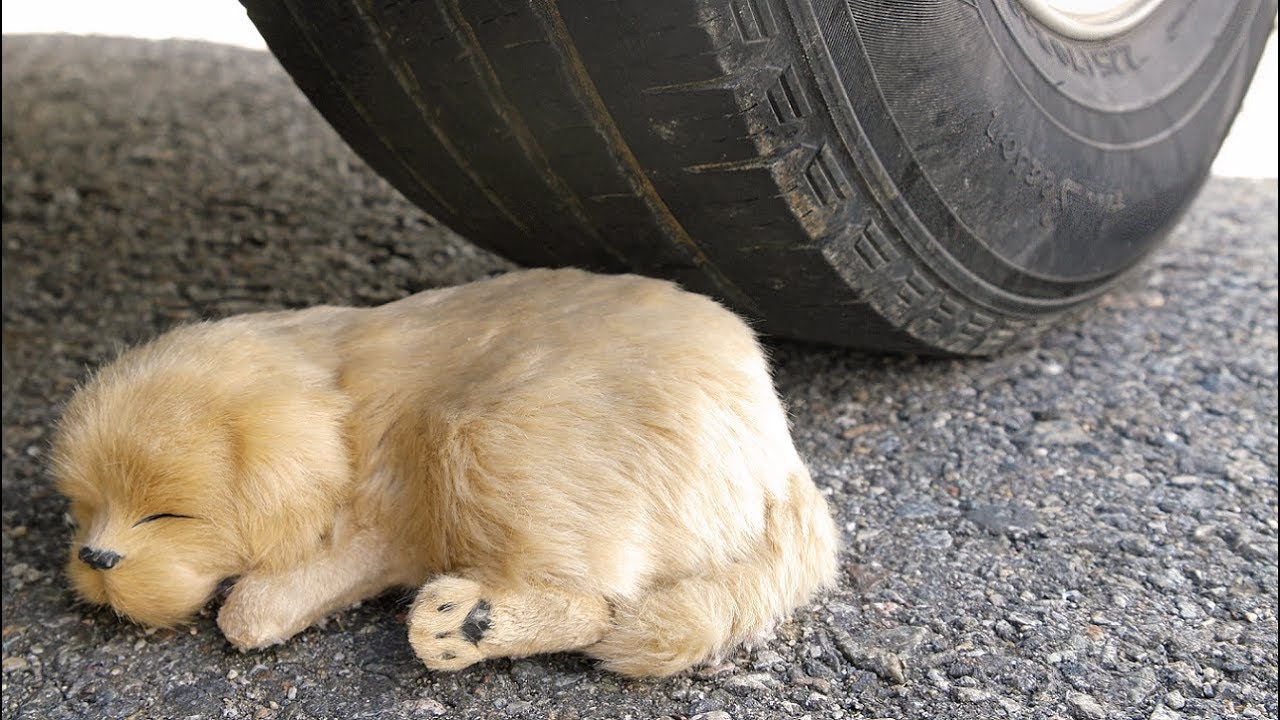 car vs dog 10 fact about the dog