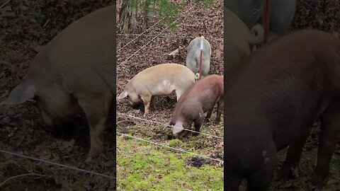 Pigs Foraging for Grubs @UncleTimsFarm #kärnəvór