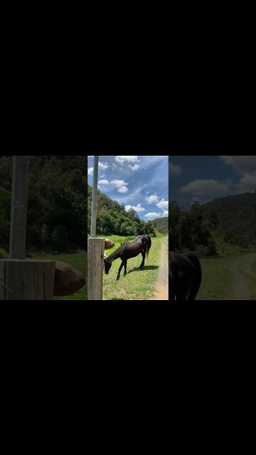 All the horse stalked us and have a party!