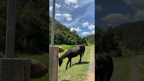 All the horse stalked us and have a party!
