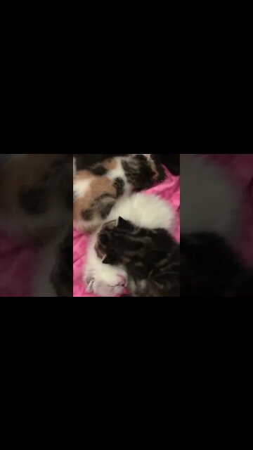 Lots Of Adorable Kittens #Shorts 😻