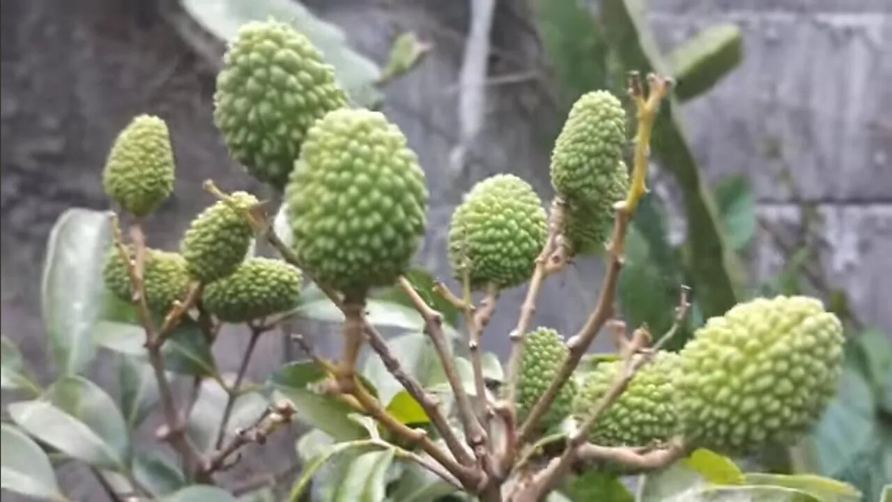 frutíferas produzindo em vaso jambo lichia araçá bacupari estamos enviando whatsapp 21989297468