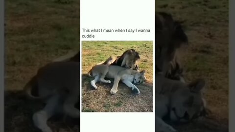 The King know how to treat his Queen 💯 👑 🦁 #shorts #shortsvideo #lion #king #queen