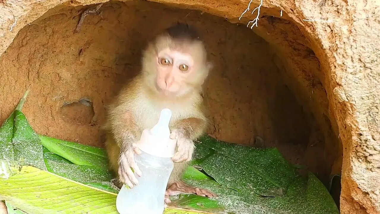 Poor kley monkey was so happy that I bought milk while it was raining heavily-9