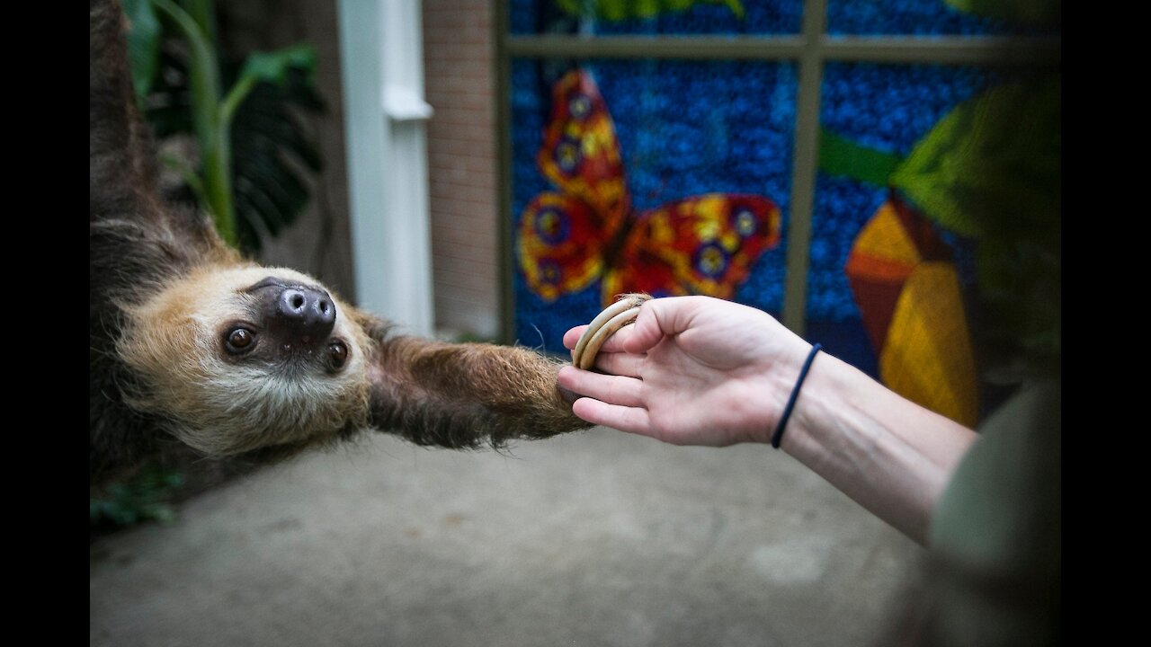 Baby Sloths-Being Sloths