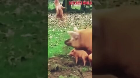 #funny