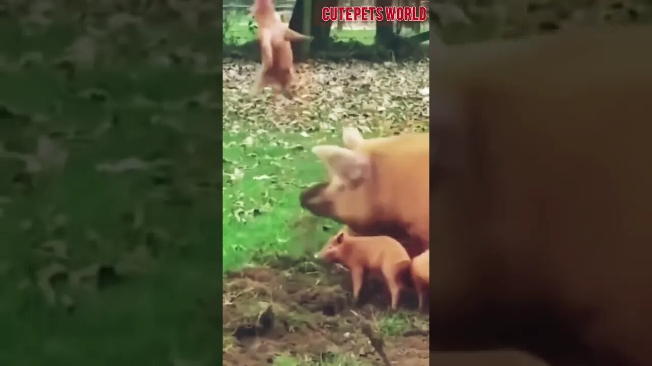 #funny
