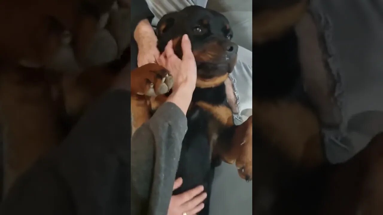 All Dogs Love Belly Rubs 😍 Especially This Big Rottie! #Shorts #rottweiler #dogs