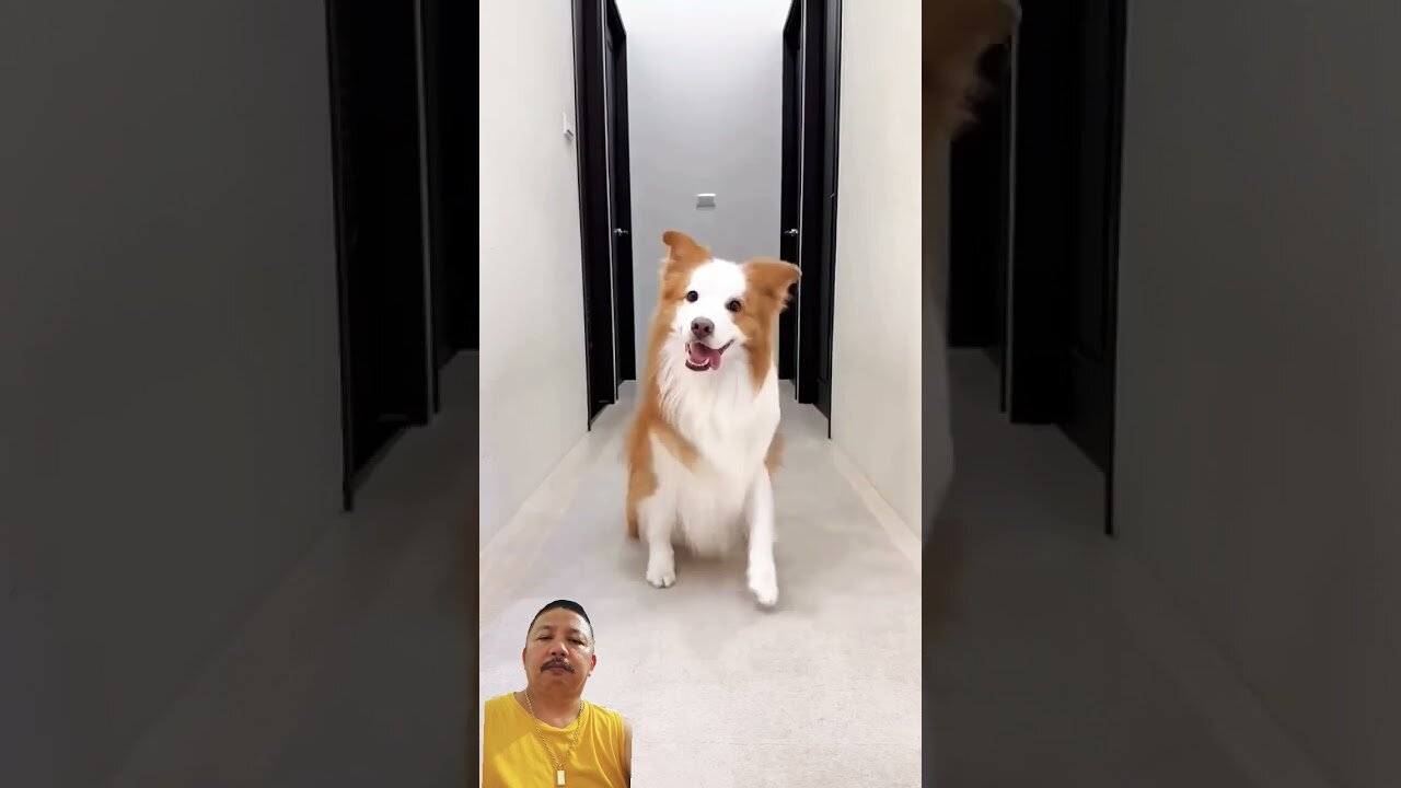 posing and dancing dog